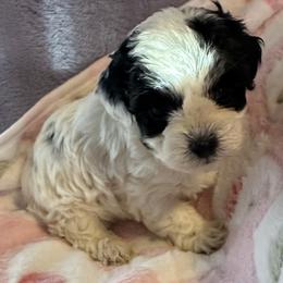 Freckles - Parti female Yorkipoo puppy in Eden, Maryland from Canines  Unlimited