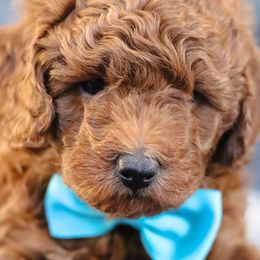 Cadbury - Red  Poodle puppy in Laveen, Arizona from Nystrom Clan Pups