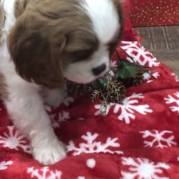Cavalier King Charles Spaniel Puppies from Cavalier Kisses