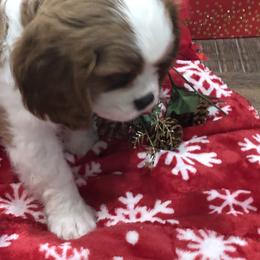 Cavalier King Charles Spaniel Puppies from Cavalier Kisses