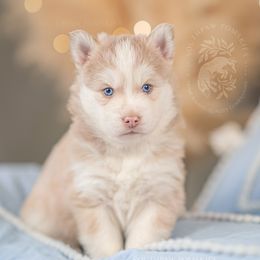 Pomsky Puppies from Southpaw Pomskies