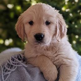 Golden Retriever Puppies from Mountain Sky Goldens
