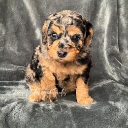 Varang - Blue merle female Aussiedoodle puppy in Cleveland, Georgia from Jam's Doodles And Poodles