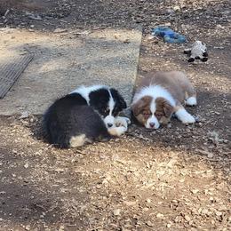 Australian Shepherd Puppies from Cornerstone Australian Shepherds