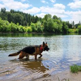 German Shepherds from Vom Eisenwald GSD