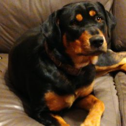 Rottweilers from Ams Working Dogs