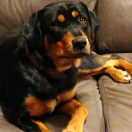 Rottweilers from Ams Working Dogs