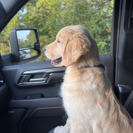 Golden Retriever Puppies from Chrysanthos Golden Retrievers
