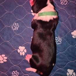 Green - Black brown and white male Basset Hound puppy in Russellville, Kentucky from Morse's Basset Hounds