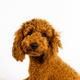 Cooper