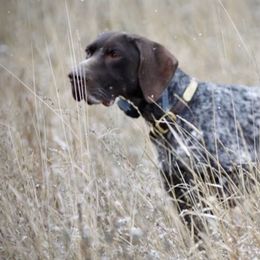 German Shorthaired Pointers from Farrook GSP's