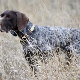 German Shorthaired Pointers from Farrook GSP's