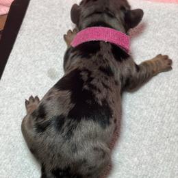 Daisy Dapple - Dapple female Dachshund puppy in Prescott, Arizona from Dachshund Family Love Breeders