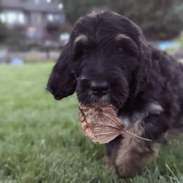 Bernedoodle Puppies from Central Valley K9