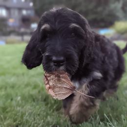 Bernedoodle Puppies from Central Valley K9