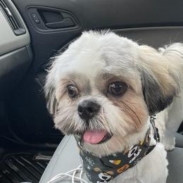 Cherry - Maltese