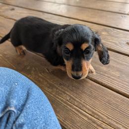 Silly - Black and tan female Dachshund puppy in Spring Hope, North Carolina from Hogan’s Lowrider Hounds
