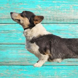 Juniper - Pembroke Welsh Corgi