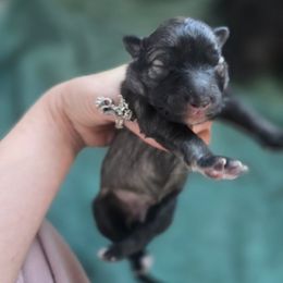 Galaxy - Gray and black female Keeshond puppy in Logan, Ohio from Hocking Hills Keeshonds