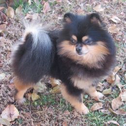 Pomeranians from Whitecliff Poms