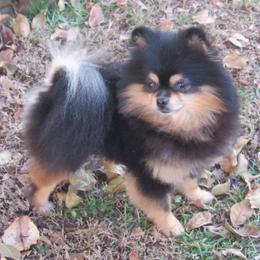 Pomeranians from Whitecliff Poms