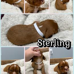 Sterling - Chocolate male Cavalier King Charles Spaniel puppy in Ellisville, Mississippi from Malu Lani Cavaliers