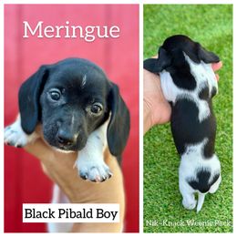 Meringue - Piebald male Dachshund puppy in Florida from Niki Humphries' Dachshunds