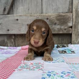 Willow - Chocolate and cream female Dachshund puppy in Squires, Missouri from Hudson’s Hounds