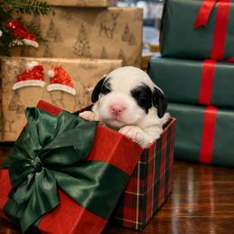 Bell - Black and white female Sheepadoodle puppy in Tennessee, Illinois from The Artman Family