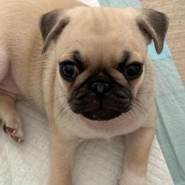 Goldie - Fawn female Pug puppy in Charlotte, North Carolina from Pugs & Loves