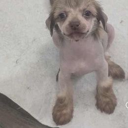 DaoDog  Lunar Landscape - Chocolate male Chinese Crested puppy in Highland Park, Michigan from Family Kennel Dao Dog