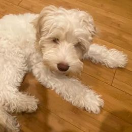 Australian Labradoodles from Krista Dinsmore