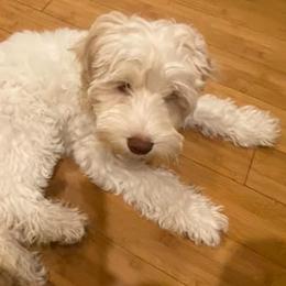 Australian Labradoodles from Krista Dinsmore