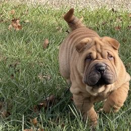 Boy 2 - Red fawn male Chinese Shar-Pei puppy in Corydon, Indiana from Royalvue Kennels