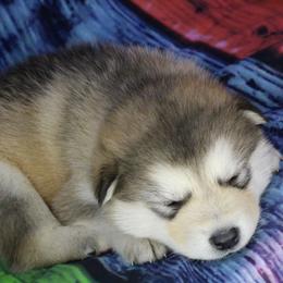 Tinc - Gray - Sable and white female Alaskan Malamute puppy in Independence, Virginia from New River Valley Malamutes