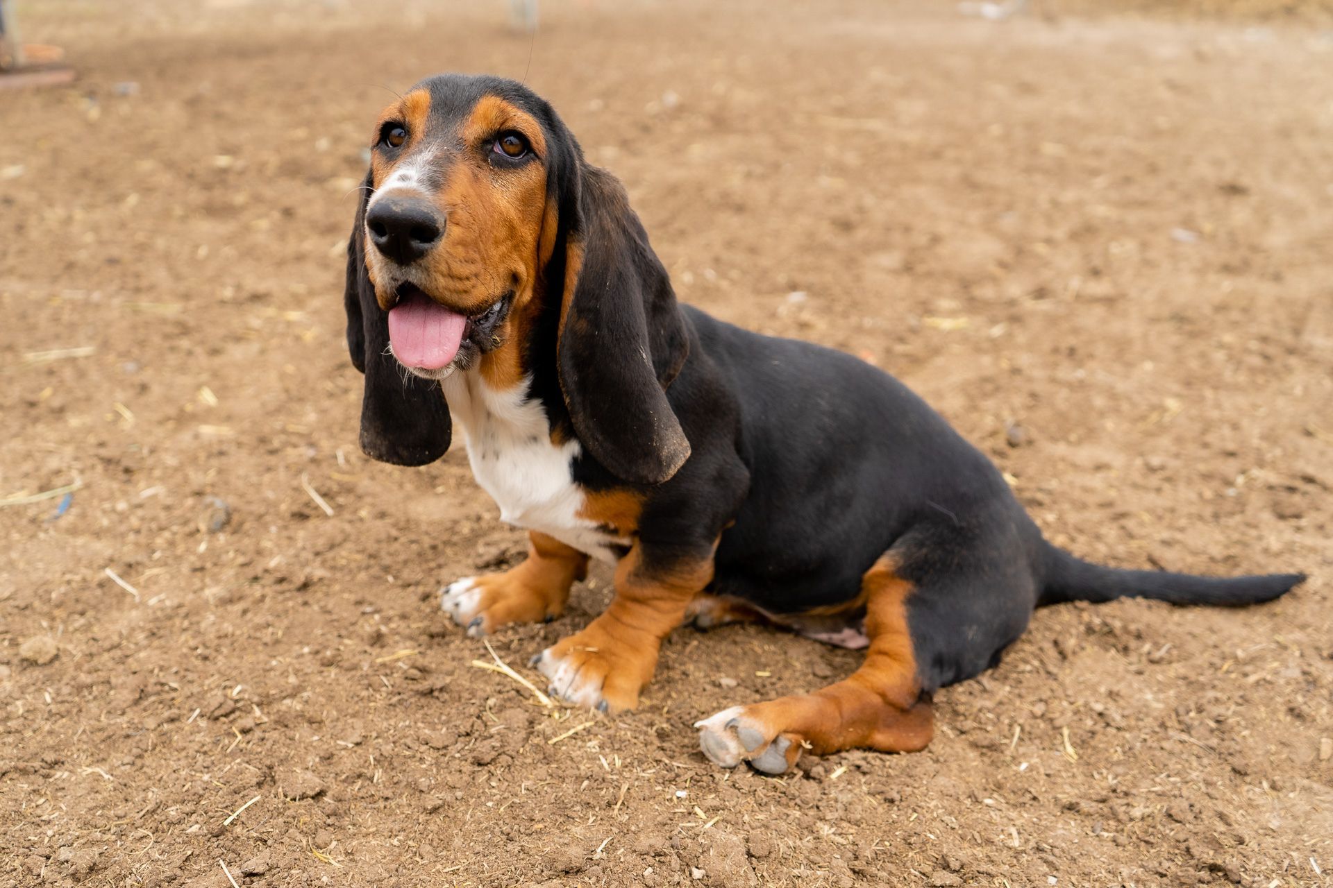 A Basset Hound takes a rest on the ground