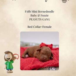 Red Collar - Peppermint Patty - Red female Bernedoodle puppy in Lexington, North Carolina from Deborah’s Doodles