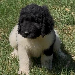 Zeb - male Newfypoo puppy in San Antonio, Texas from Mammoth Doodles
