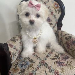 Nani - White female Maltese puppy in Steele, Alabama from Mountaintop Paws