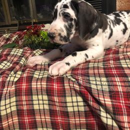 Great Dane and Miniature Schnauzer Puppies from River Valley Great Danes