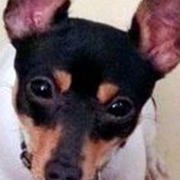 Toy Fox Terriers from TopFox Toy Fox Terriers
