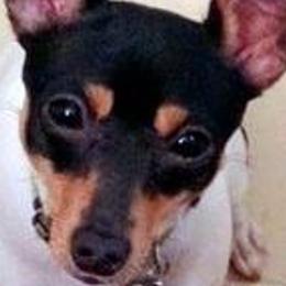Toy Fox Terriers from TopFox Toy Fox Terriers