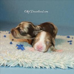 Doc - Chocolate and cream male Dachshund puppy in Oklahoma City, Oklahoma from OkieDoxieland Dachshunds