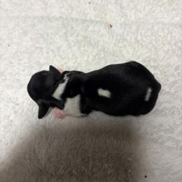 White dot - Piebald male Dachshund puppy in Salkum, Washington from Stonevalley Dachshunds