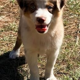 Iron man - Red merle male Toy Australian Shepherd puppy in Denmark, South Carolina from Rustic Rose Toy Australian Shepherds