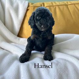 Hansel - Sable male Poodle puppy in Ellenburg Center, New York from Kristin's Puppies