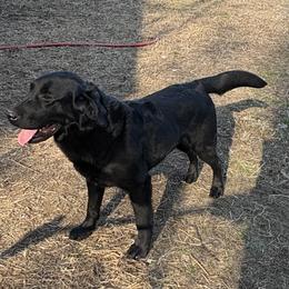 Clancy - Black male Labrador Retriever puppy in Brandywine, Maryland from QVR Labradors and Leonbergers