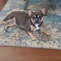Nova - French Bulldog