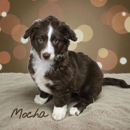 Mocha - Brown and white female Aussiedoodle puppy in Lebanon, Oregon from Abbott Family Farm