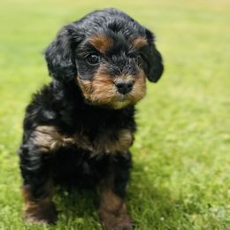 Cavalier King Charles Spaniel and Cavapoo Puppies from Camelback Cavaliers